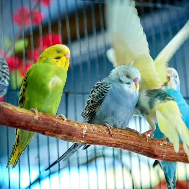 thumbnail for publication: Understanding Pet Bird Nutrition